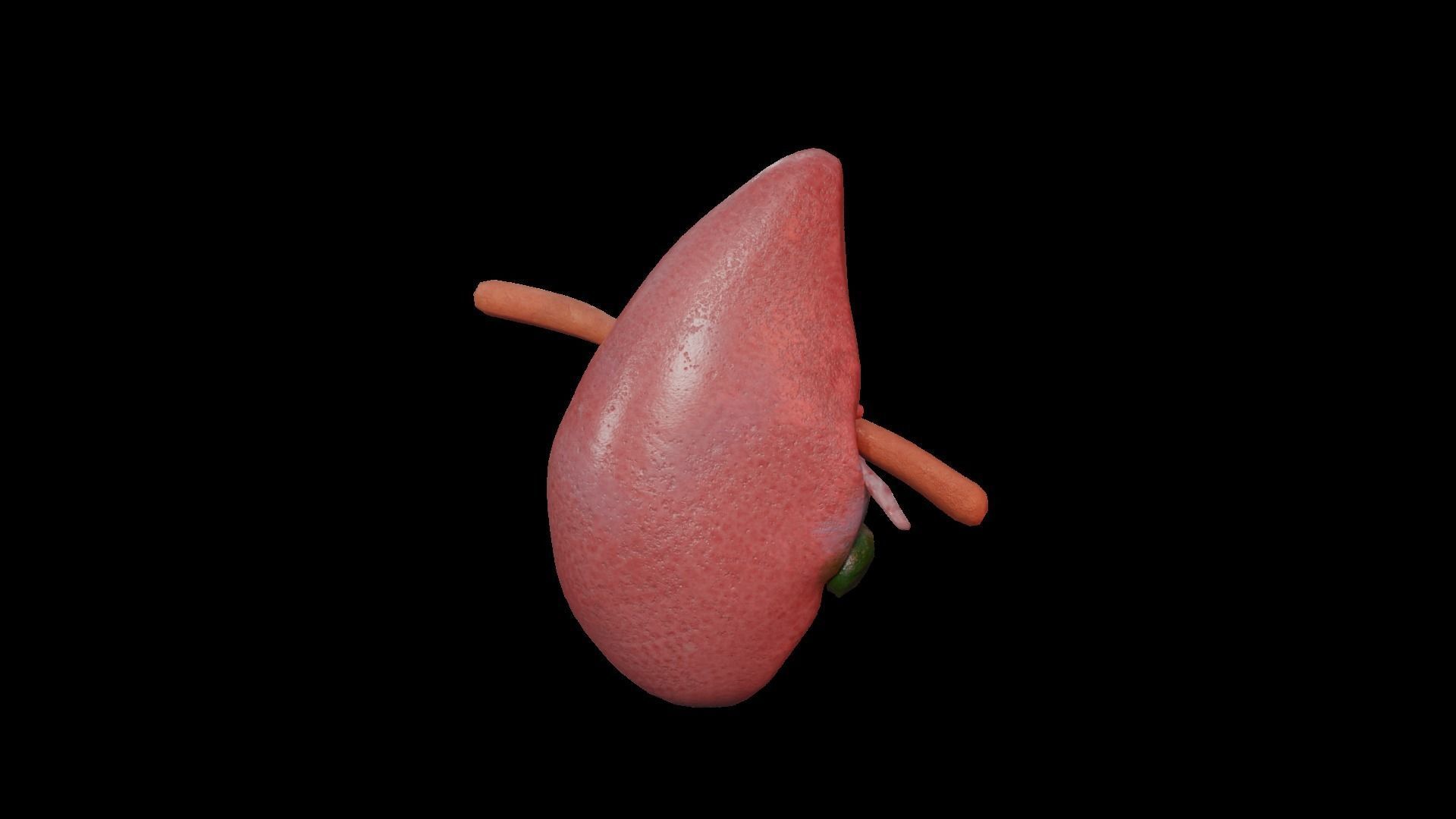 Internal Liver Low-poly 3D model_25