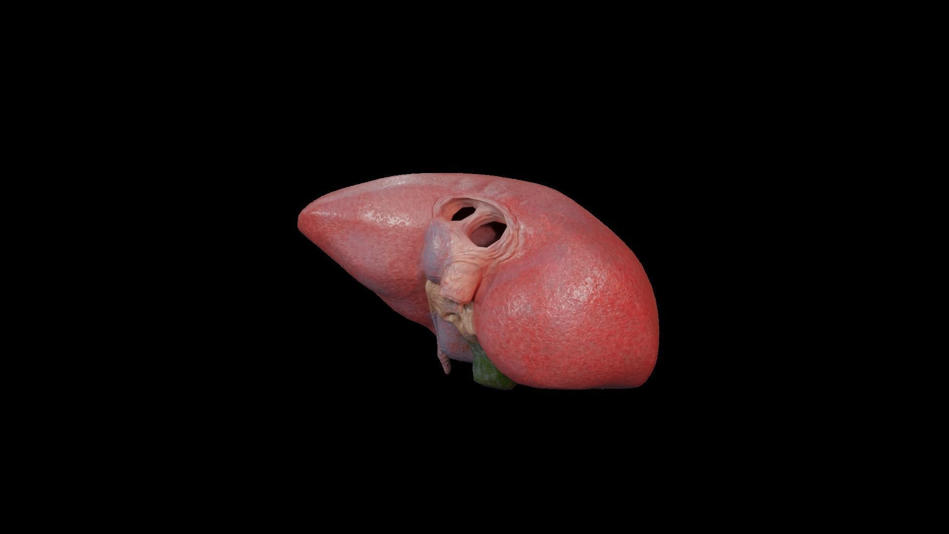 Internal Liver Low-poly 3D model_20