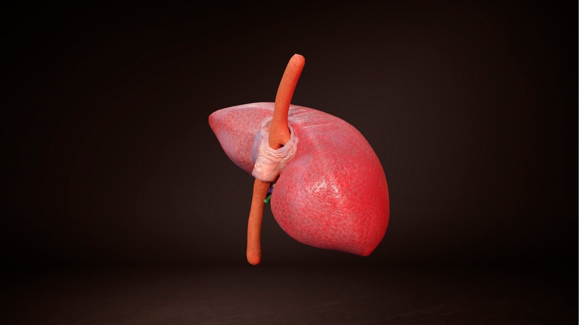 Internal Liver Low-poly 3D model_4