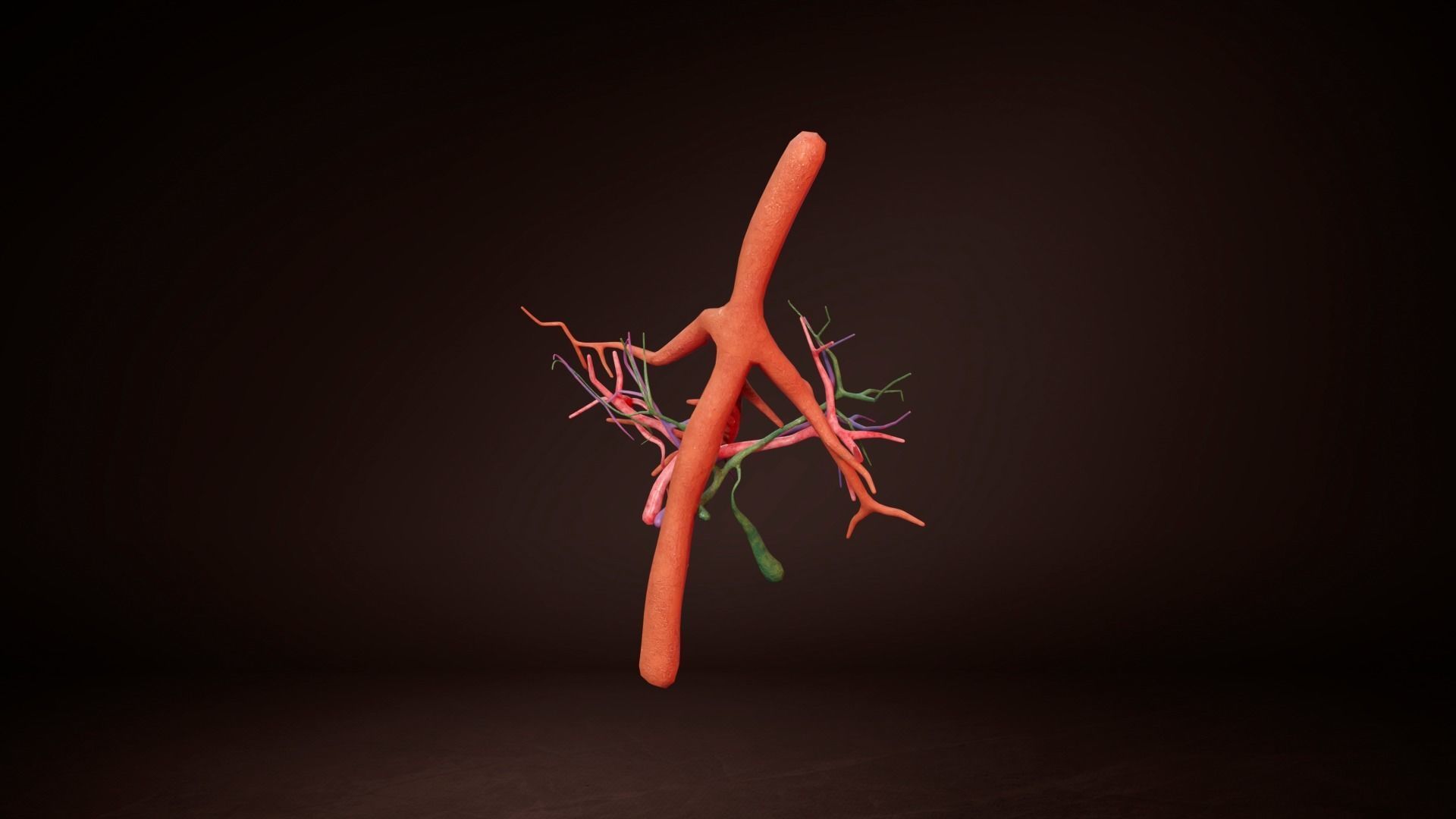 Internal Liver Low-poly 3D model_8