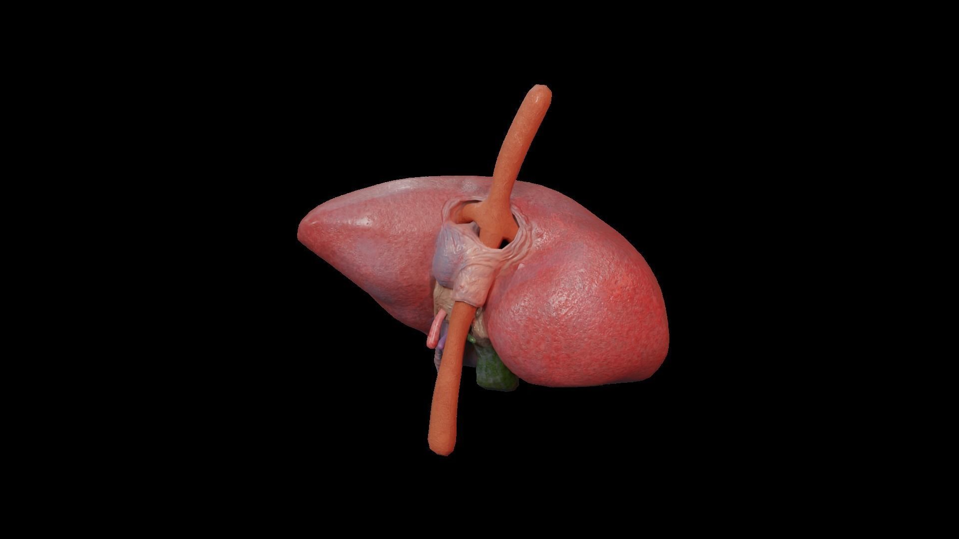 Internal Liver Low-poly 3D model_16