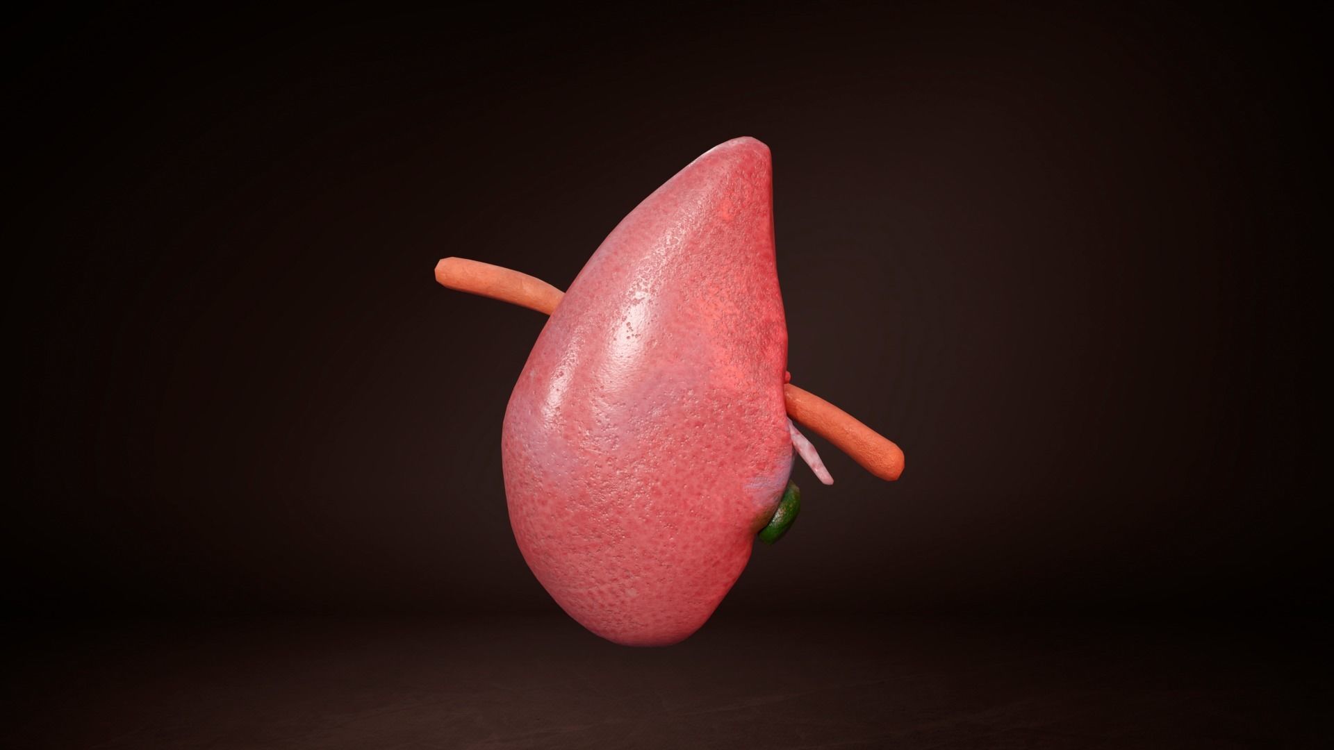 Internal Liver Low-poly 3D model_14