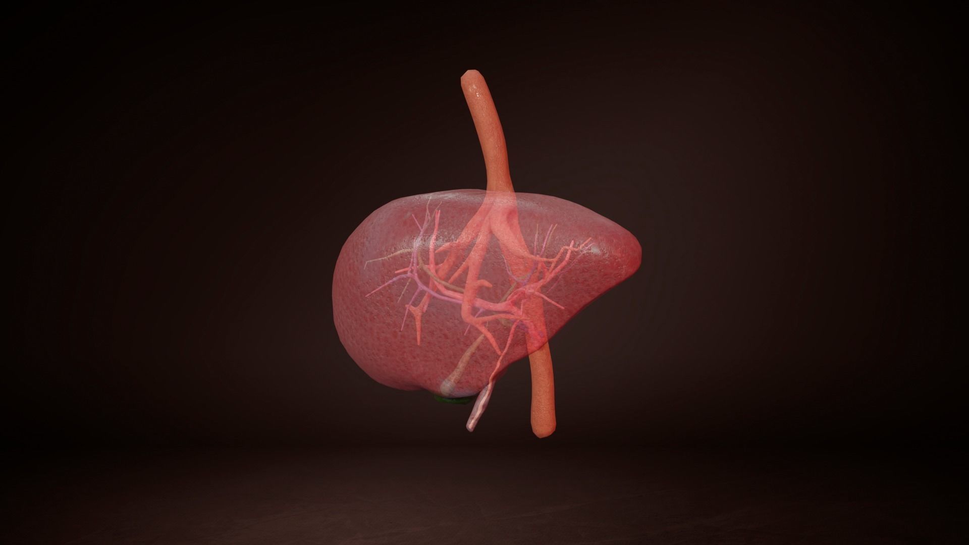 Internal Liver Low-poly 3D model_10
