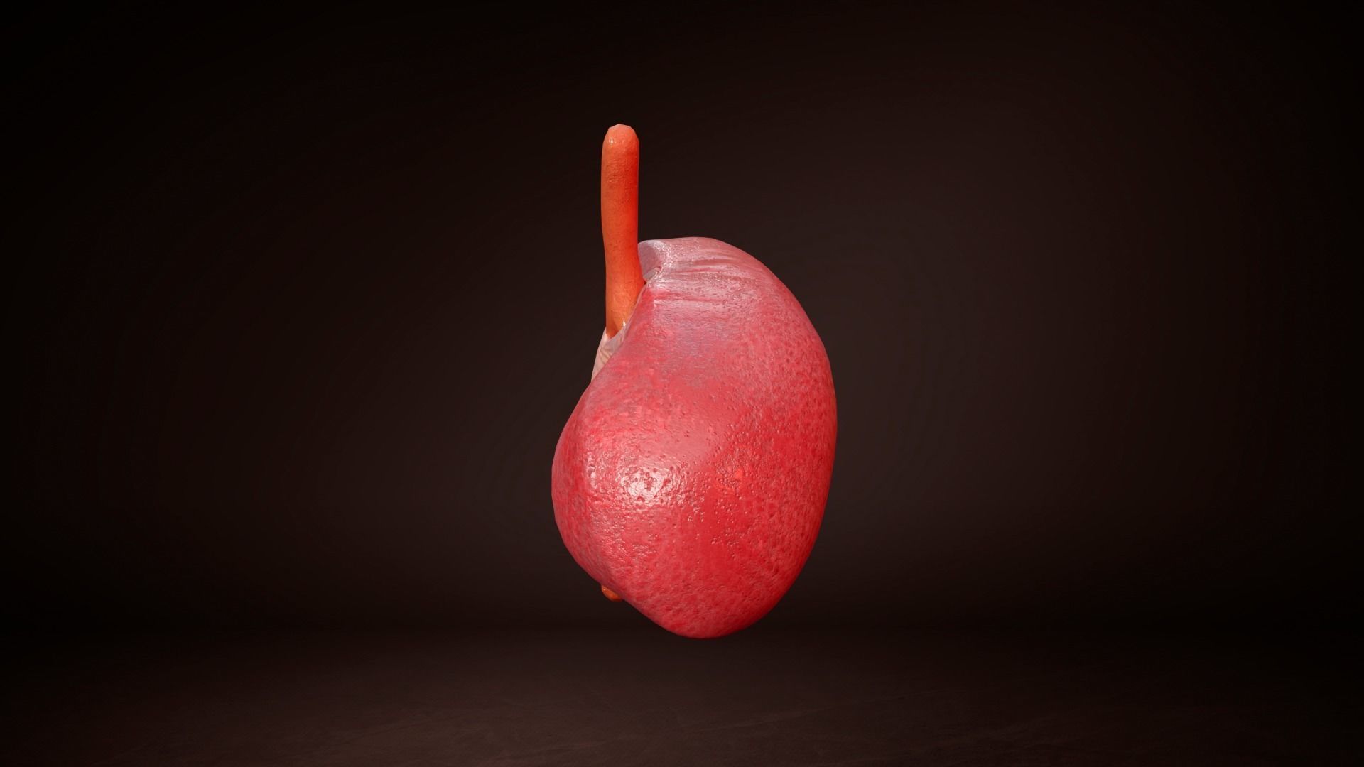 Internal Liver Low-poly 3D model_5