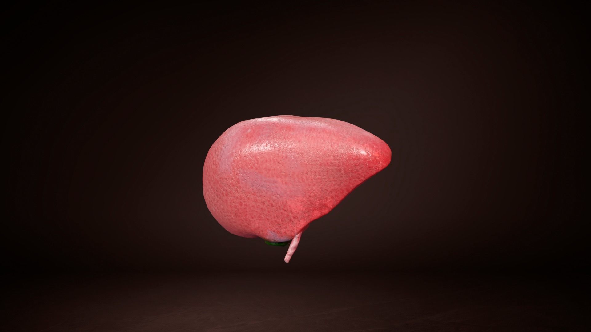 Internal Liver Low-poly 3D model_12