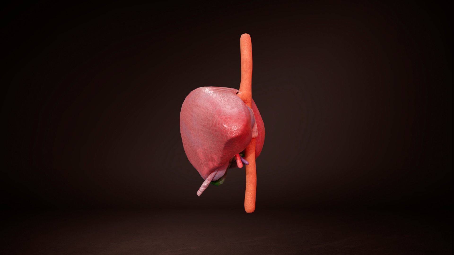 Internal Liver Low-poly 3D model_1