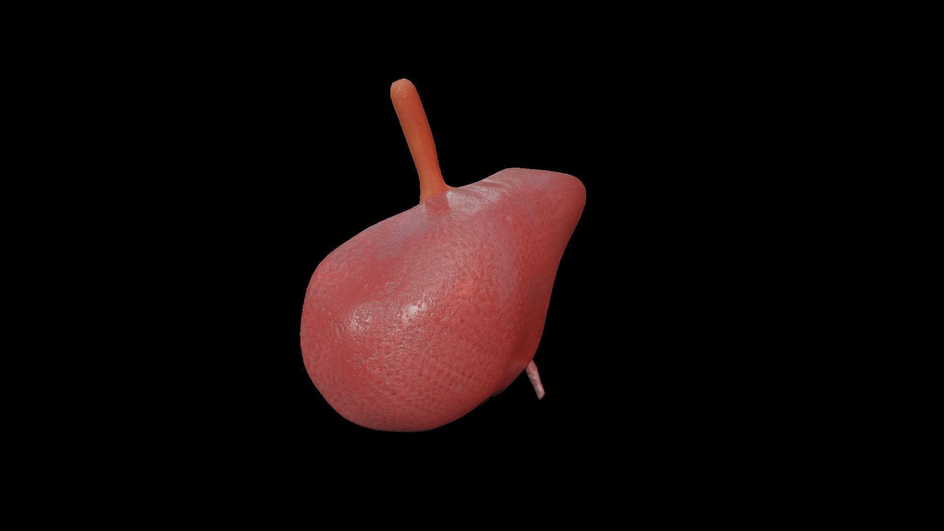 Internal Liver Low-poly 3D model_18