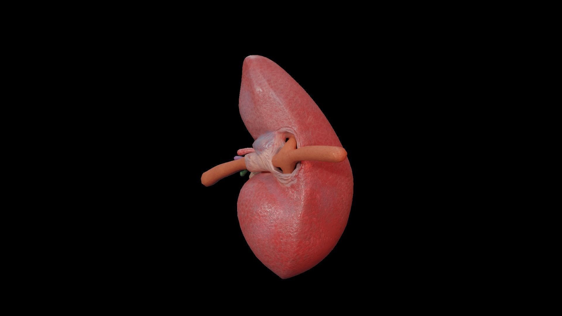 Internal Liver Low-poly 3D model_24