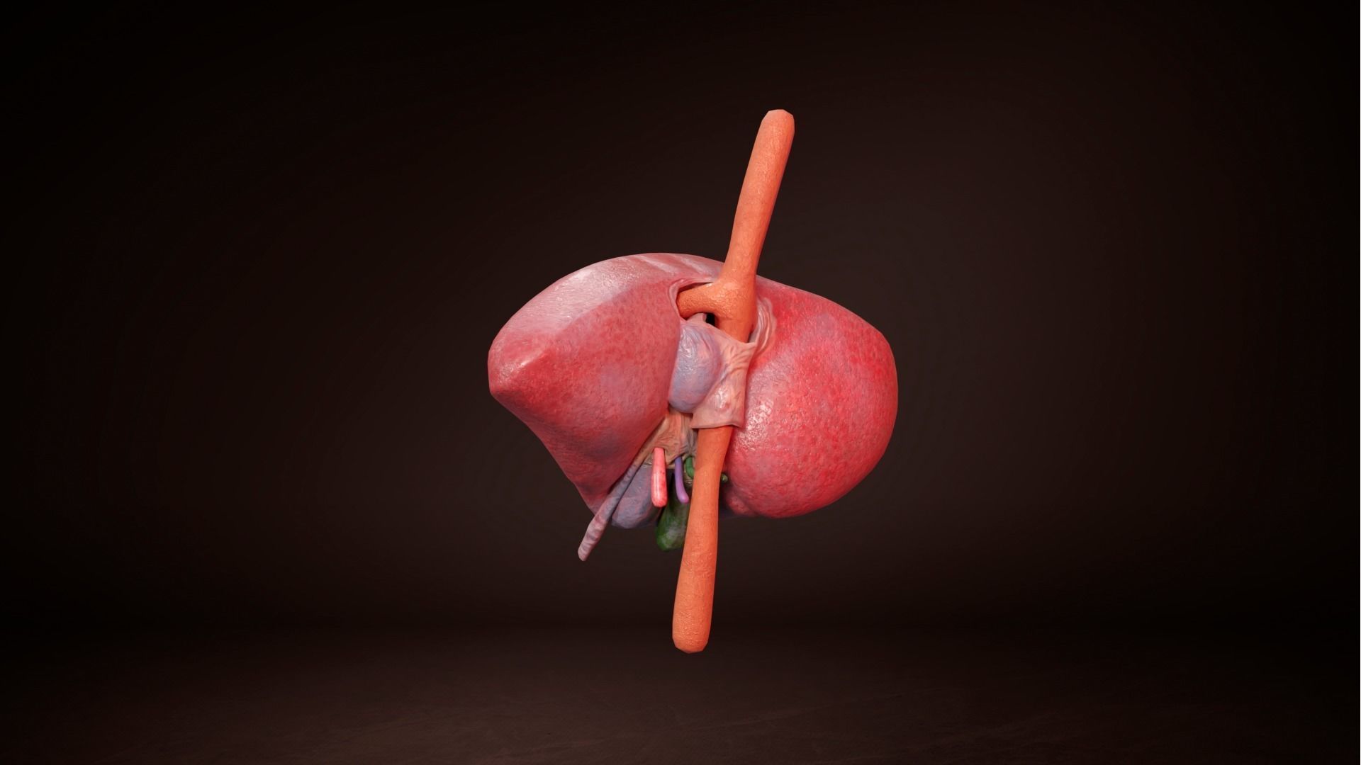 Internal Liver Low-poly 3D model_2