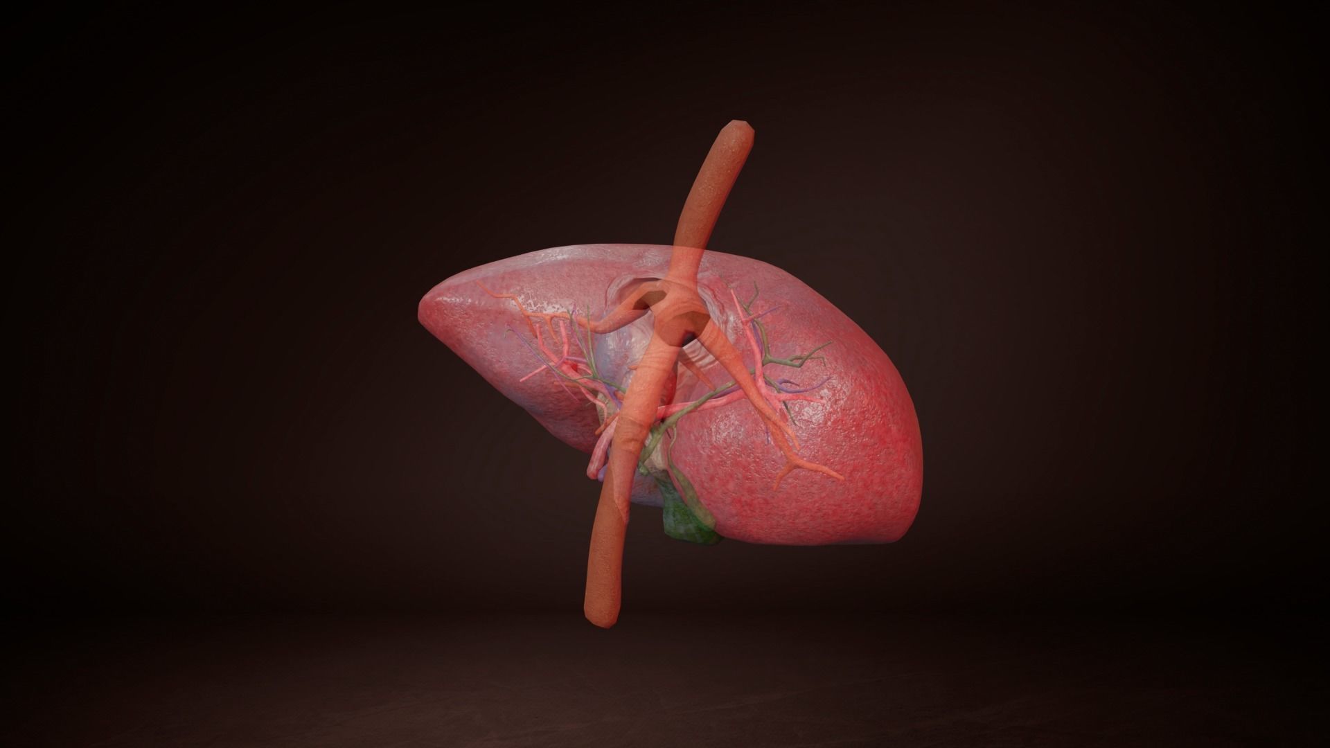 Internal Liver Low-poly 3D model_7