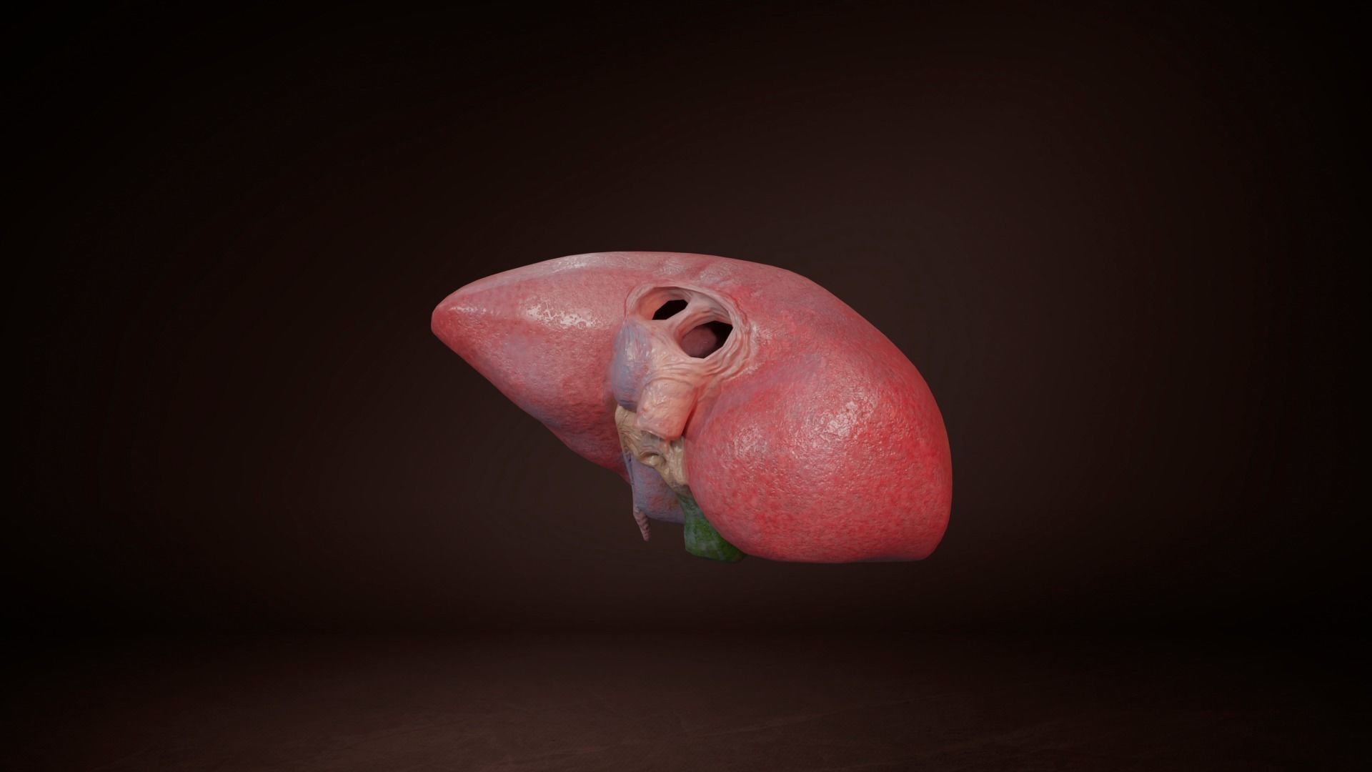 Internal Liver Low-poly 3D model_9