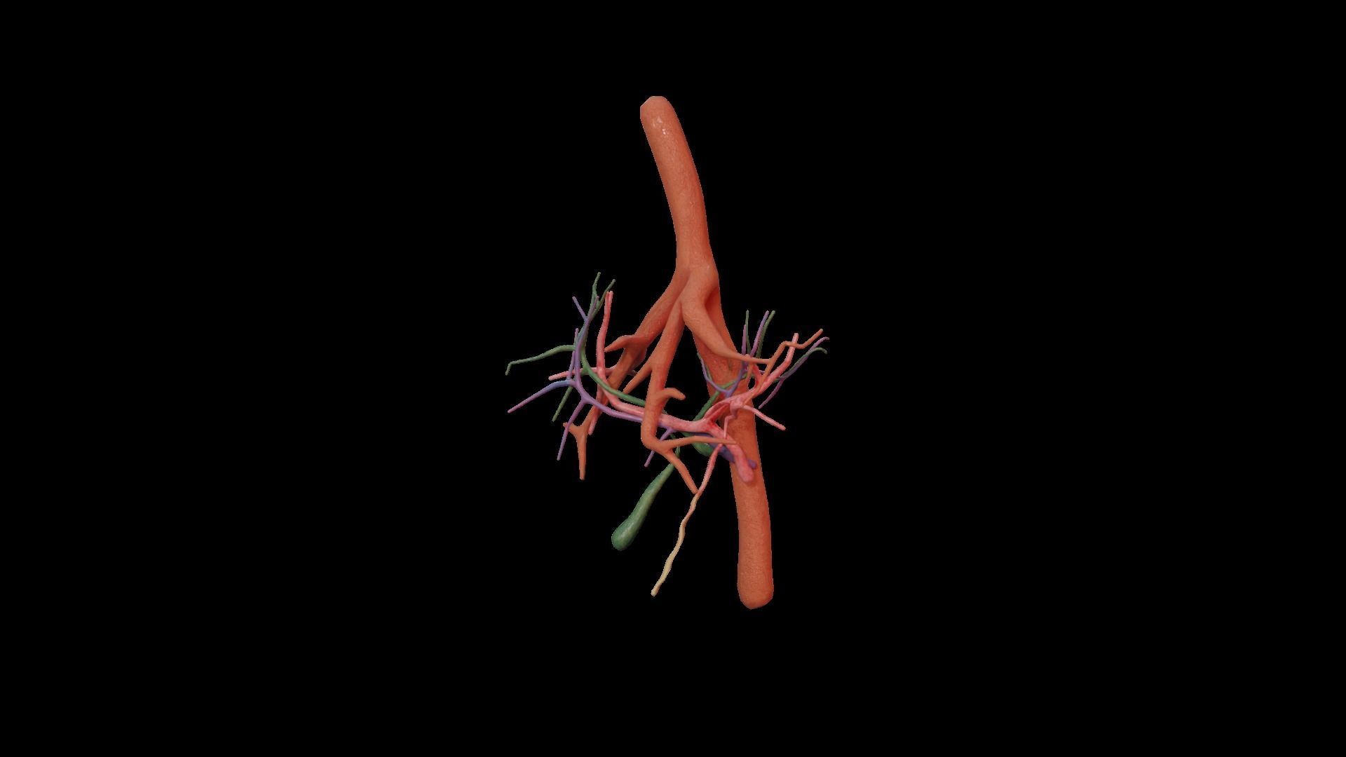 Internal Liver Low-poly 3D model_21