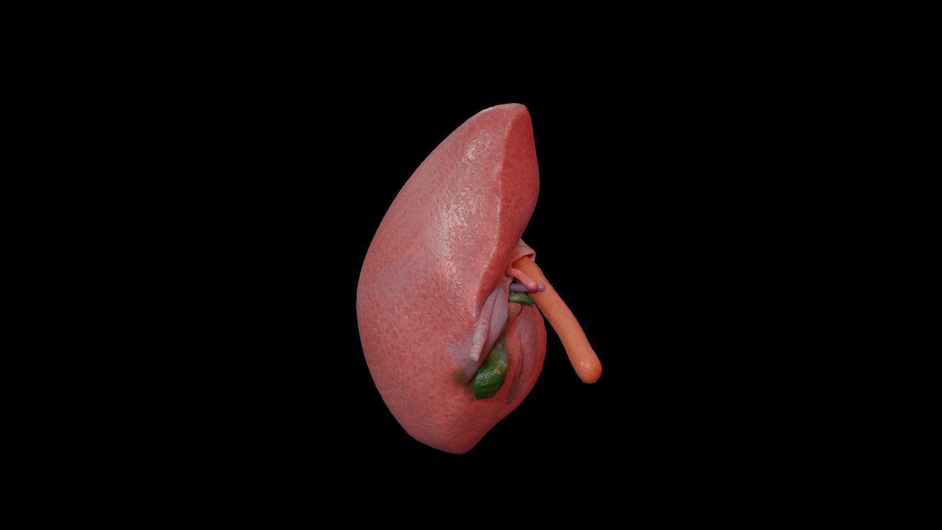 Internal Liver Low-poly 3D model_23