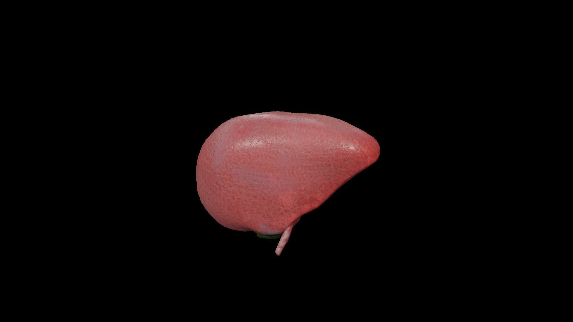 Internal Liver Low-poly 3D model_22