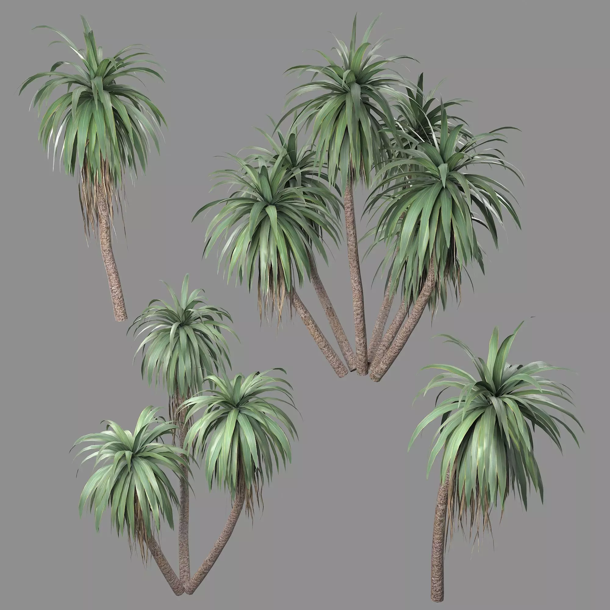 Cordyline indivisa Low-poly 3D model