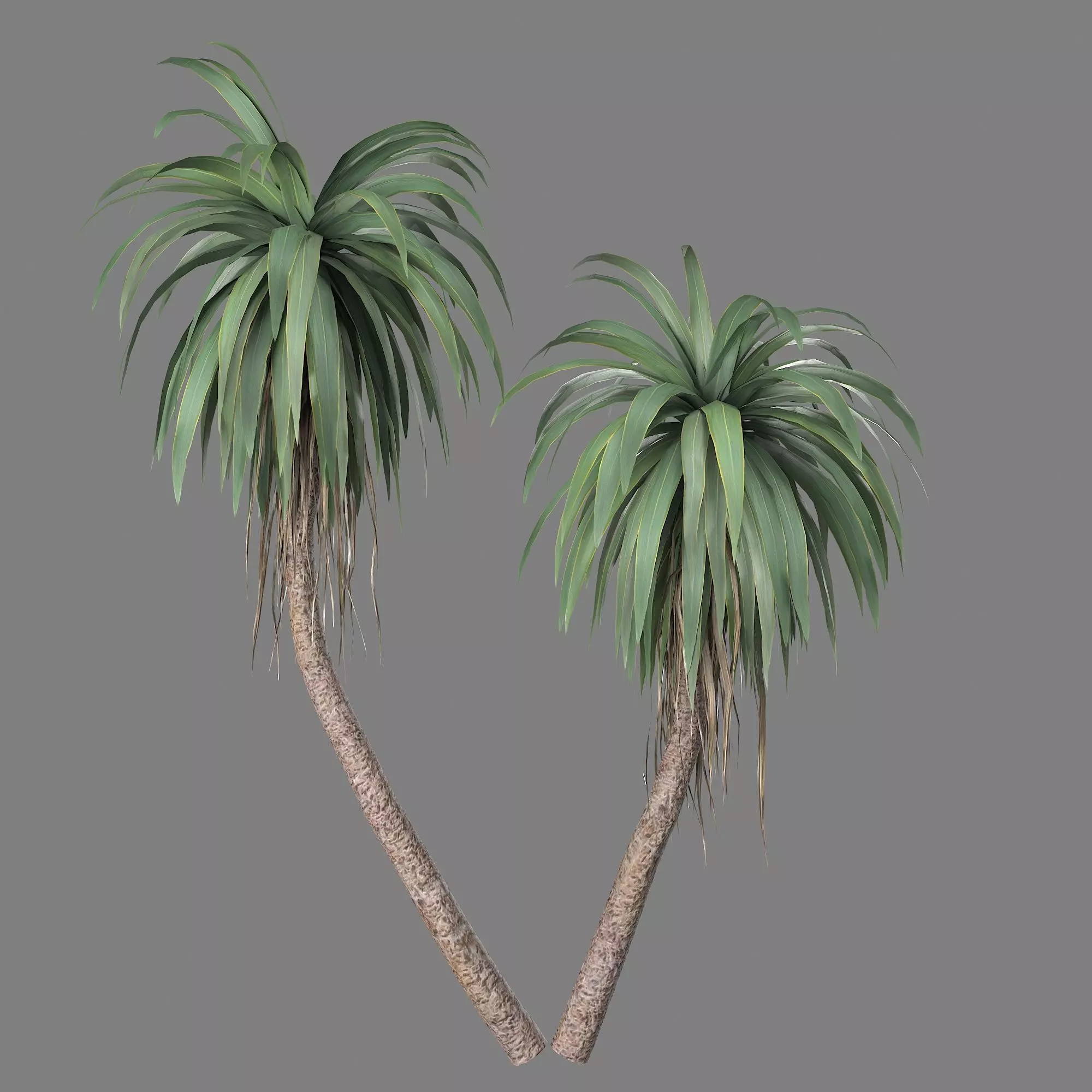 Cordyline indivisa Free low-poly 3D model