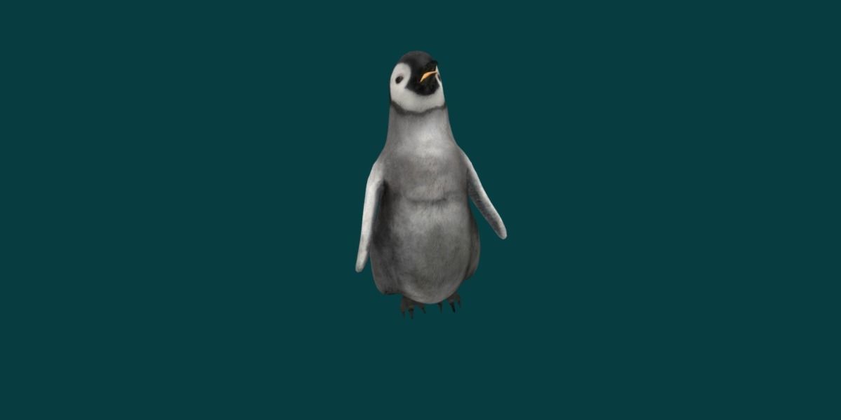 Emperor Penguin Baby Animal 3D model_16