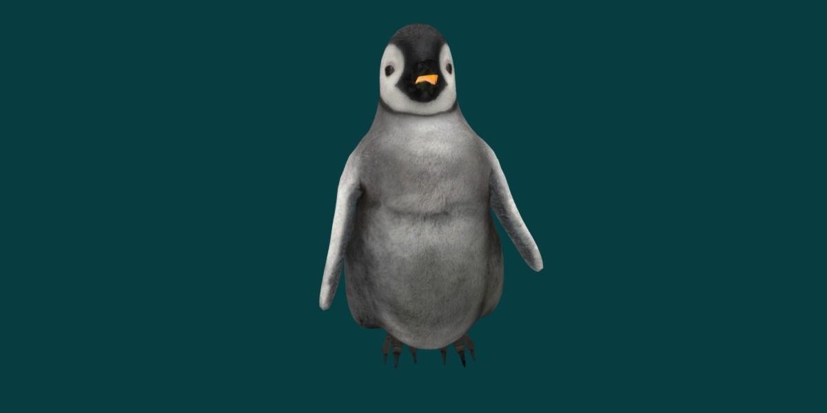 Emperor Penguin Baby Animal 3D model_12