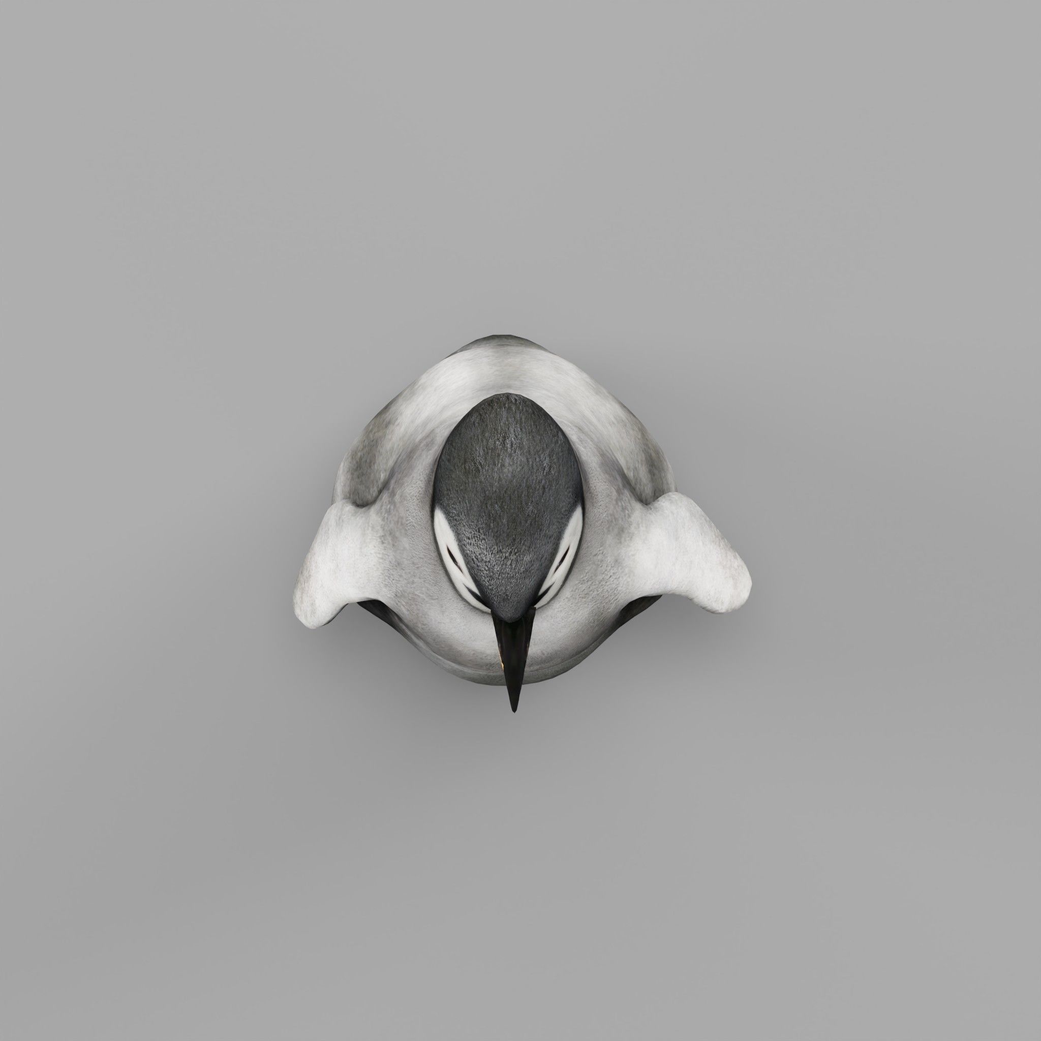 Emperor Penguin Baby Animal 3D model_18