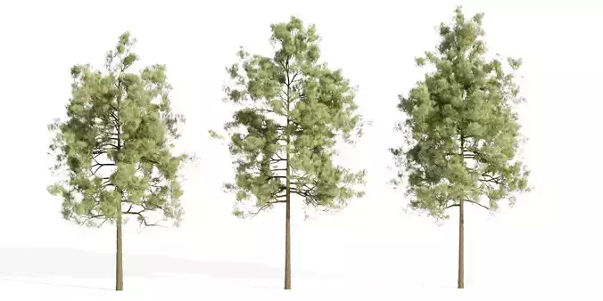 pine trees collection vol 51-Blender