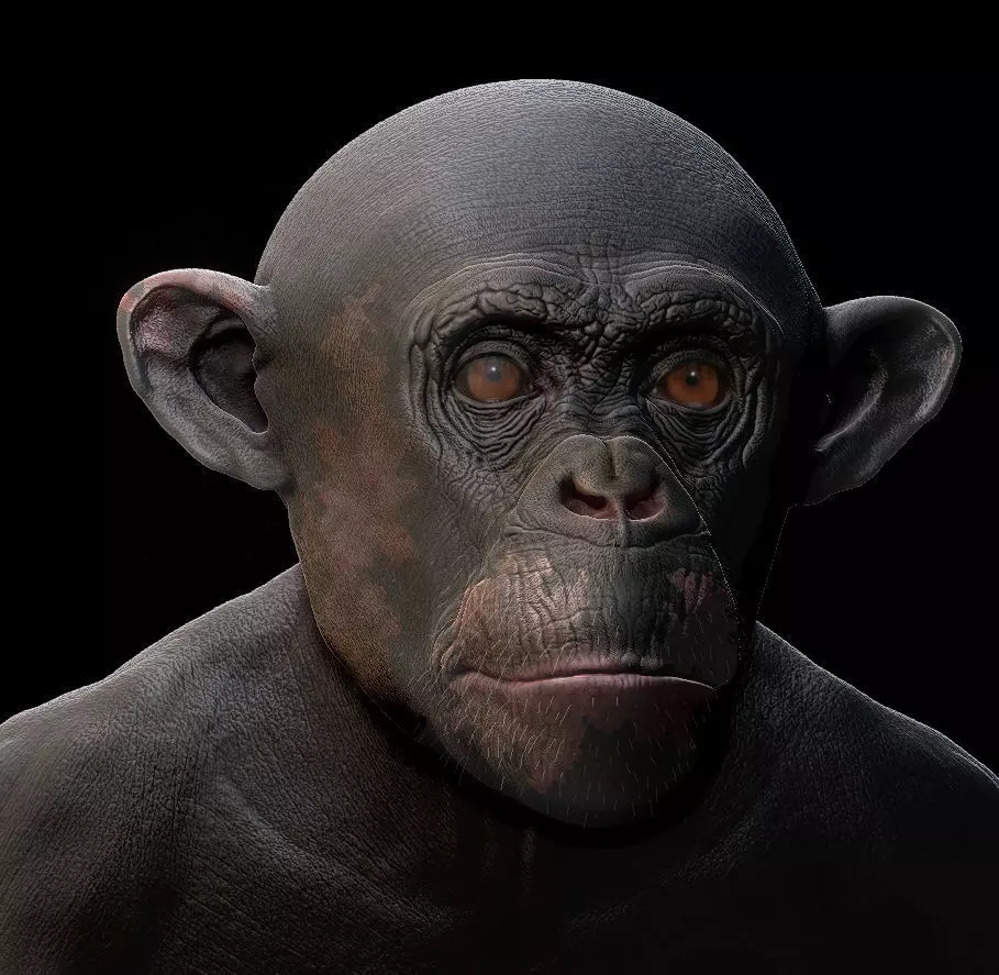 Chimpanzee Bust 3D print model