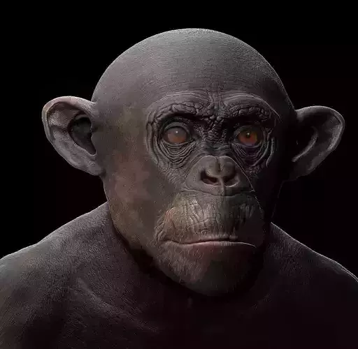 Chimpanzee Bust