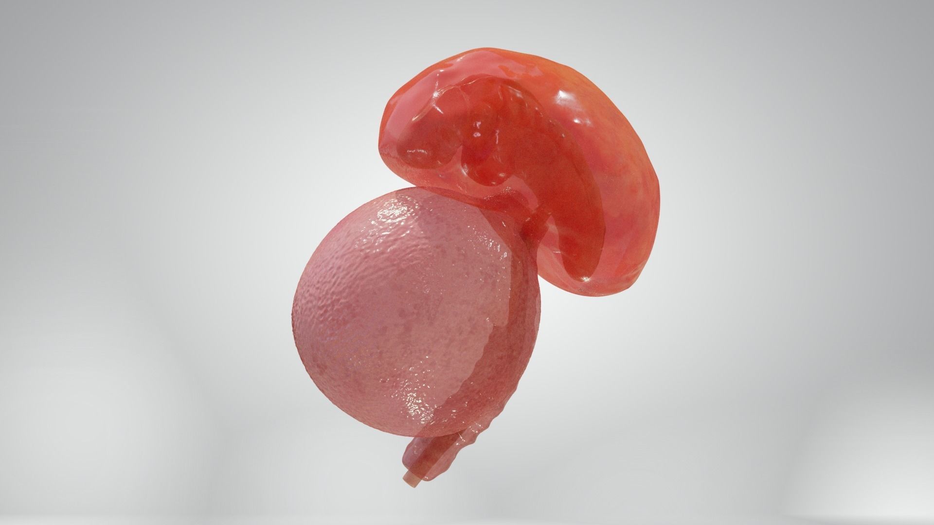 Cycle week 3-4 Low-poly 3D model_16