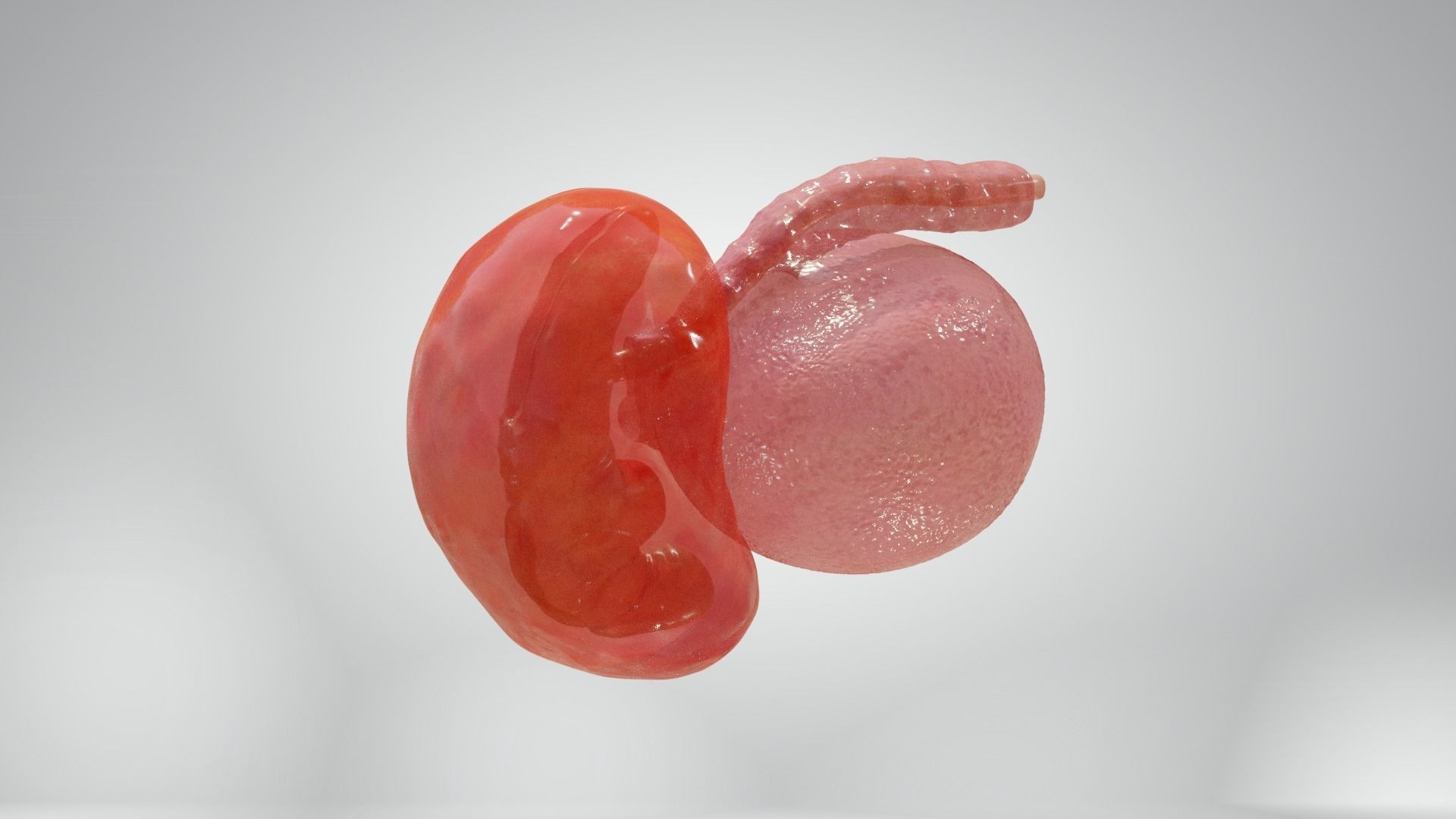 Cycle week 3-4 Low-poly 3D model_11