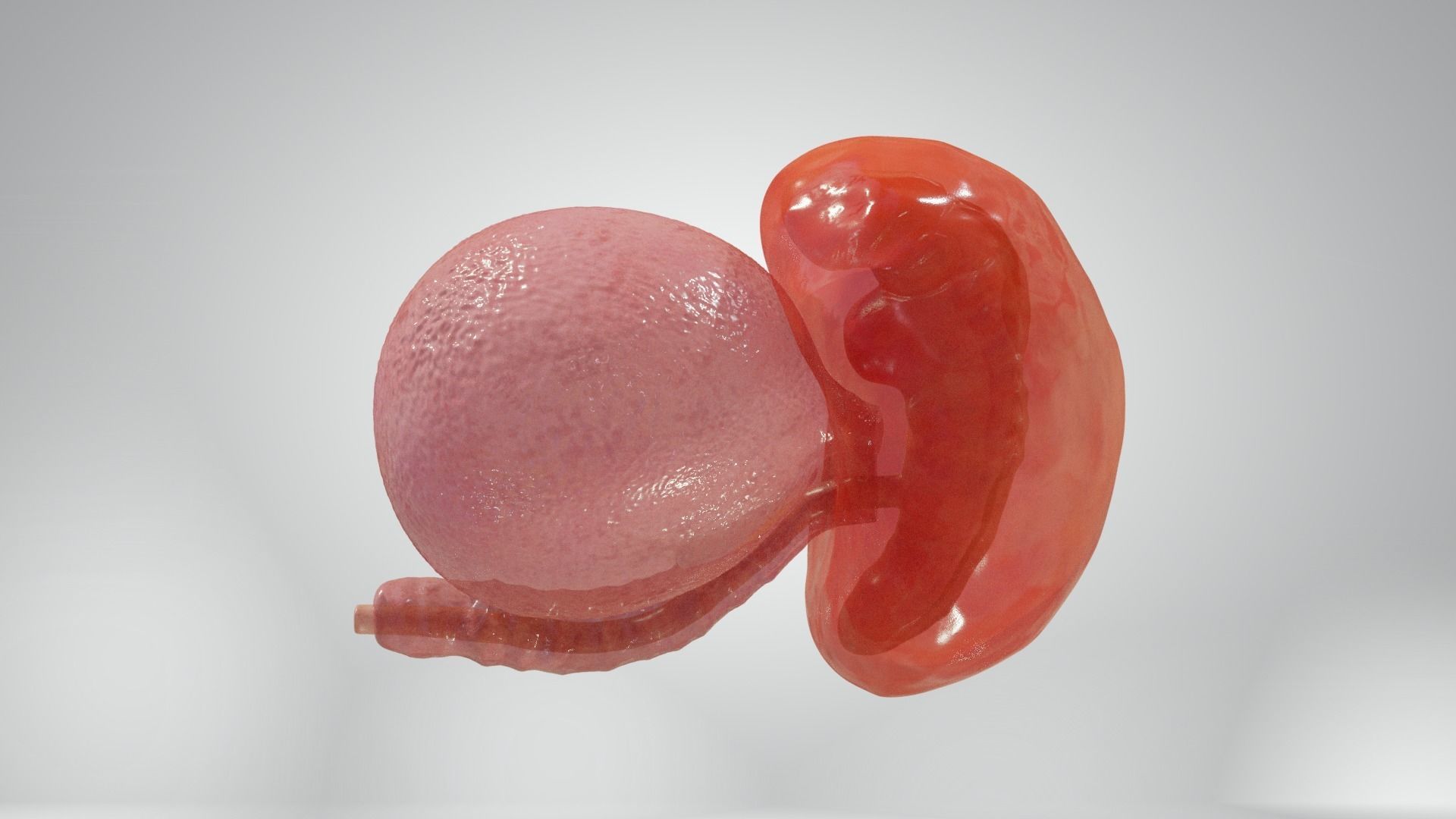 Cycle week 3-4 Low-poly 3D model_7