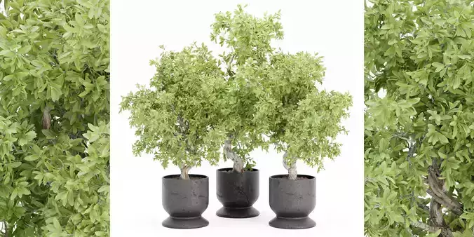 indoor plants collection vol 52-Blender 3D model