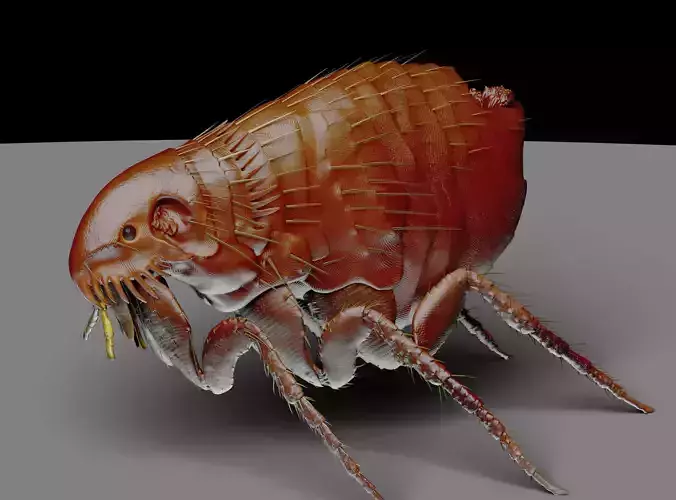 Flea 1 3D print model