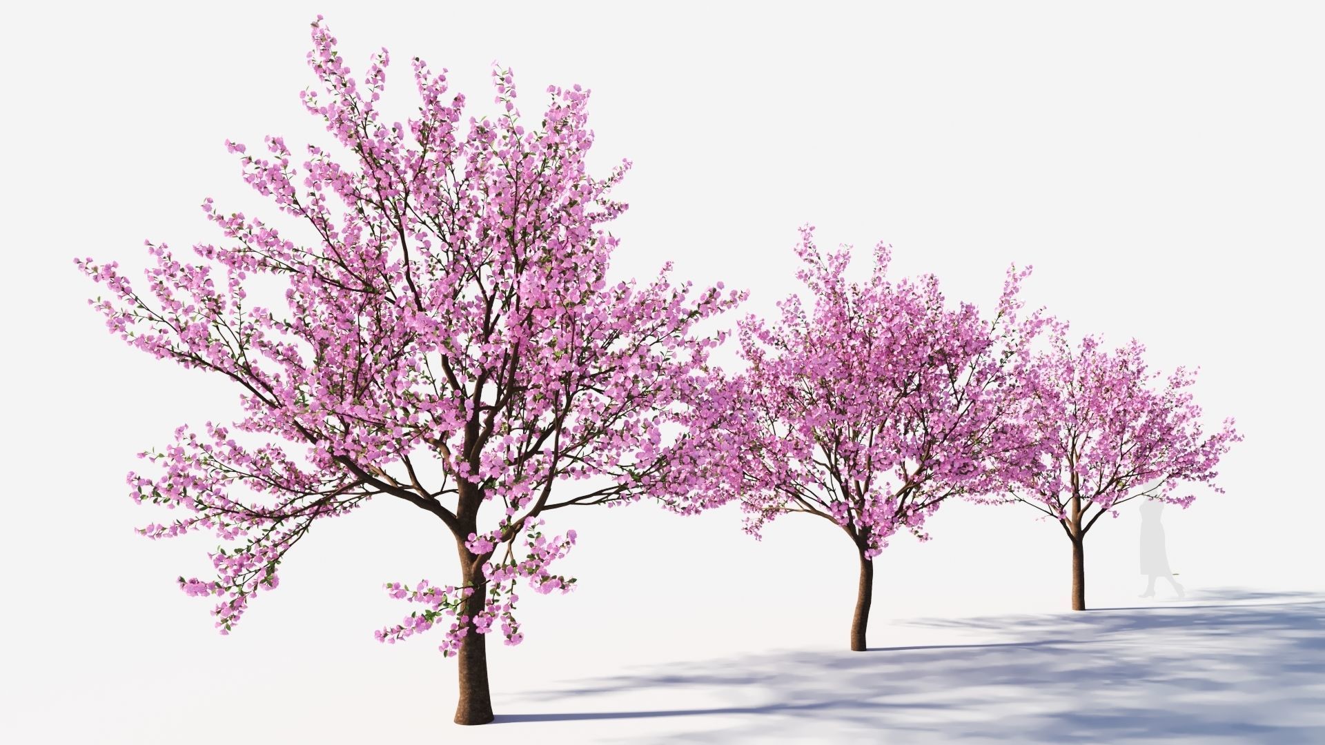 Cerasus tree b 3D model_4