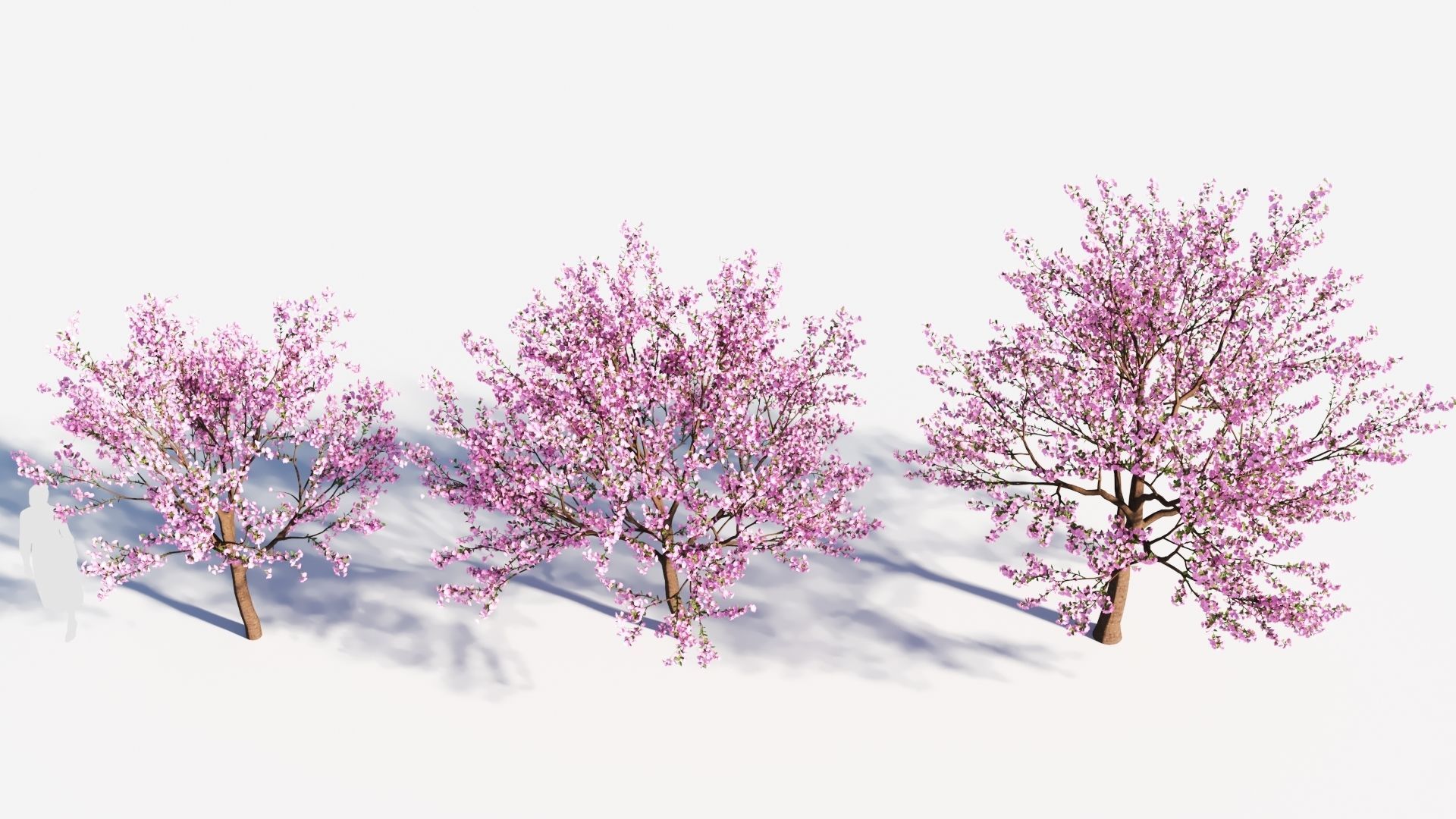 Cerasus tree b 3D model_2