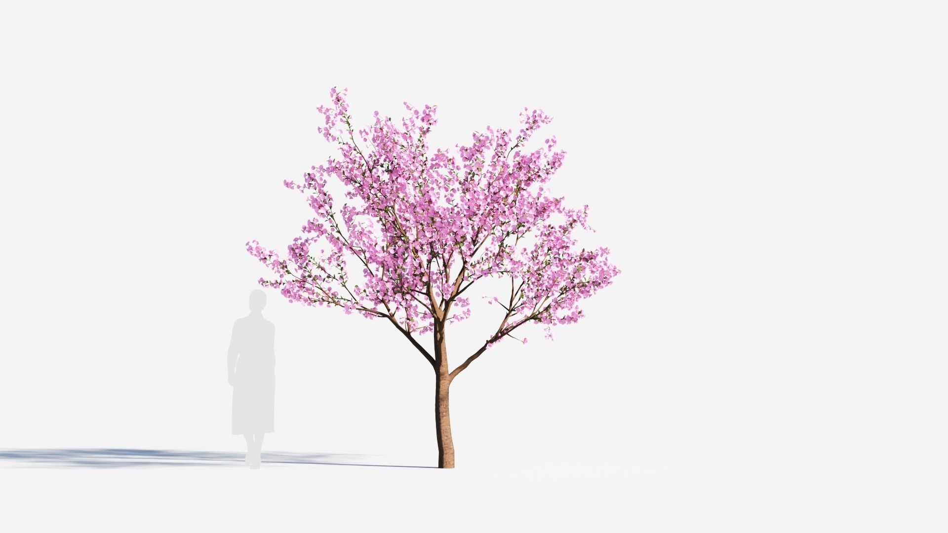Cerasus tree b 3D model_5