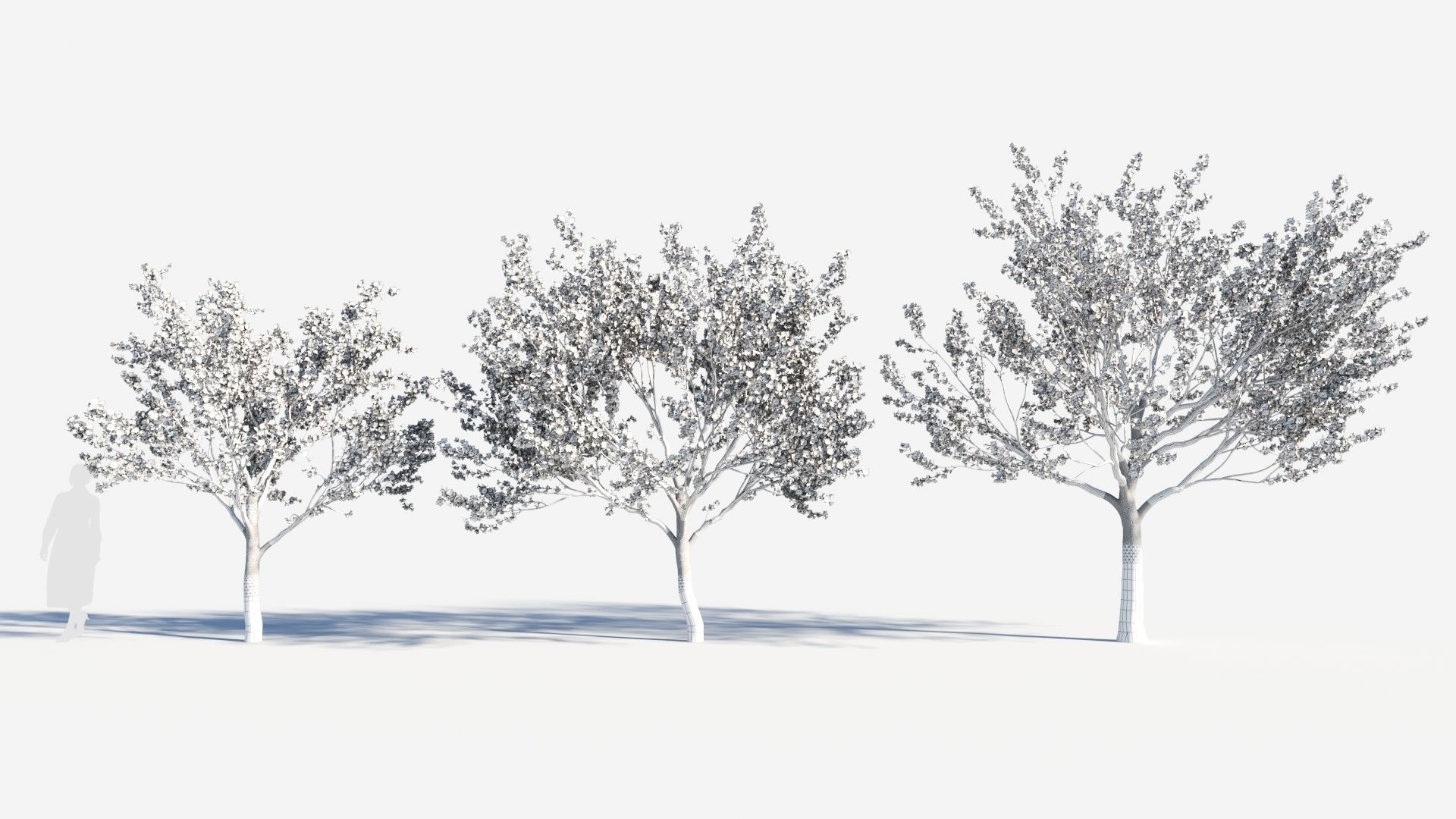 Cerasus tree b 3D model_8