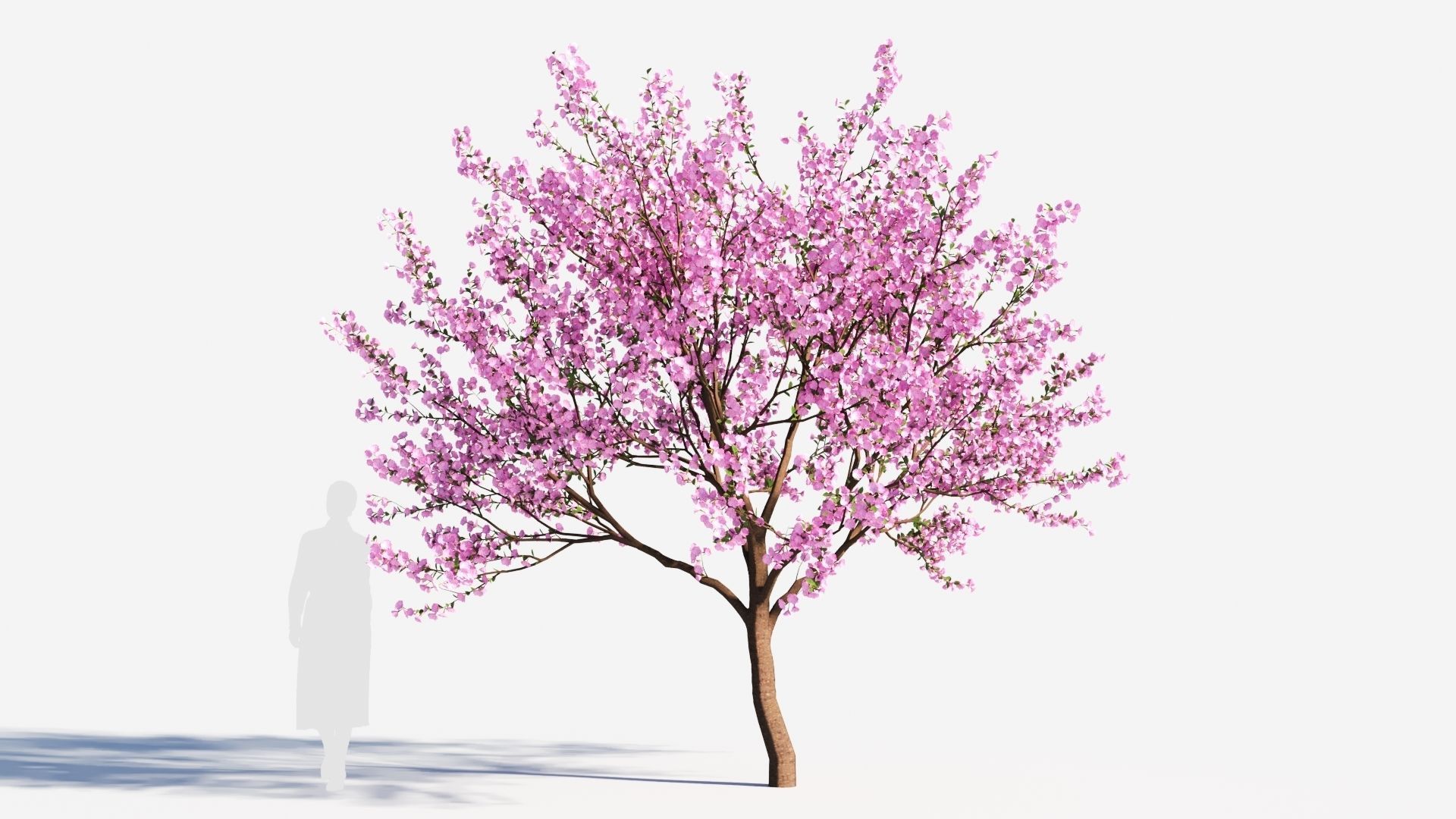 Cerasus tree b 3D model_6