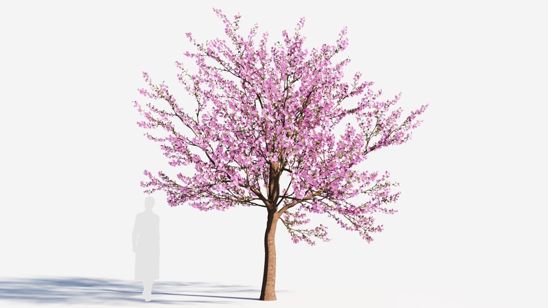 Cerasus tree b 3D model_7