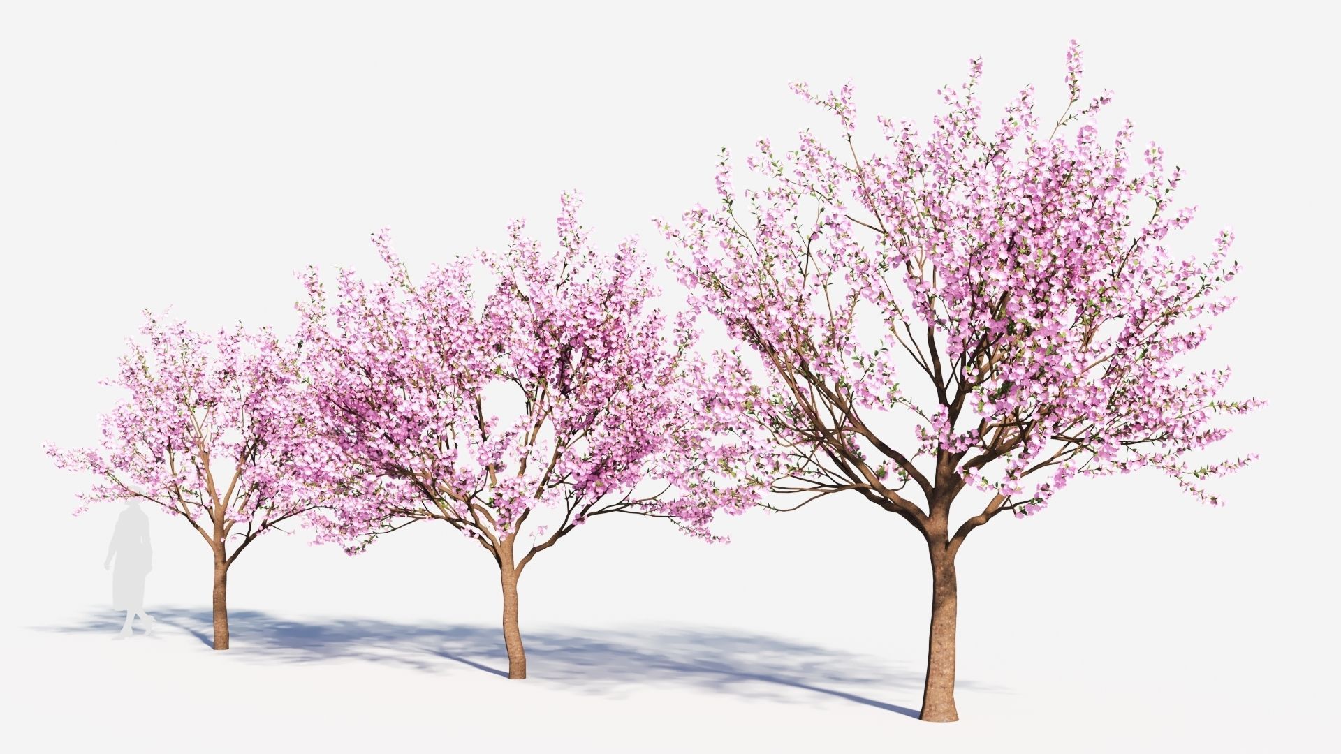 Cerasus tree b 3D model_1
