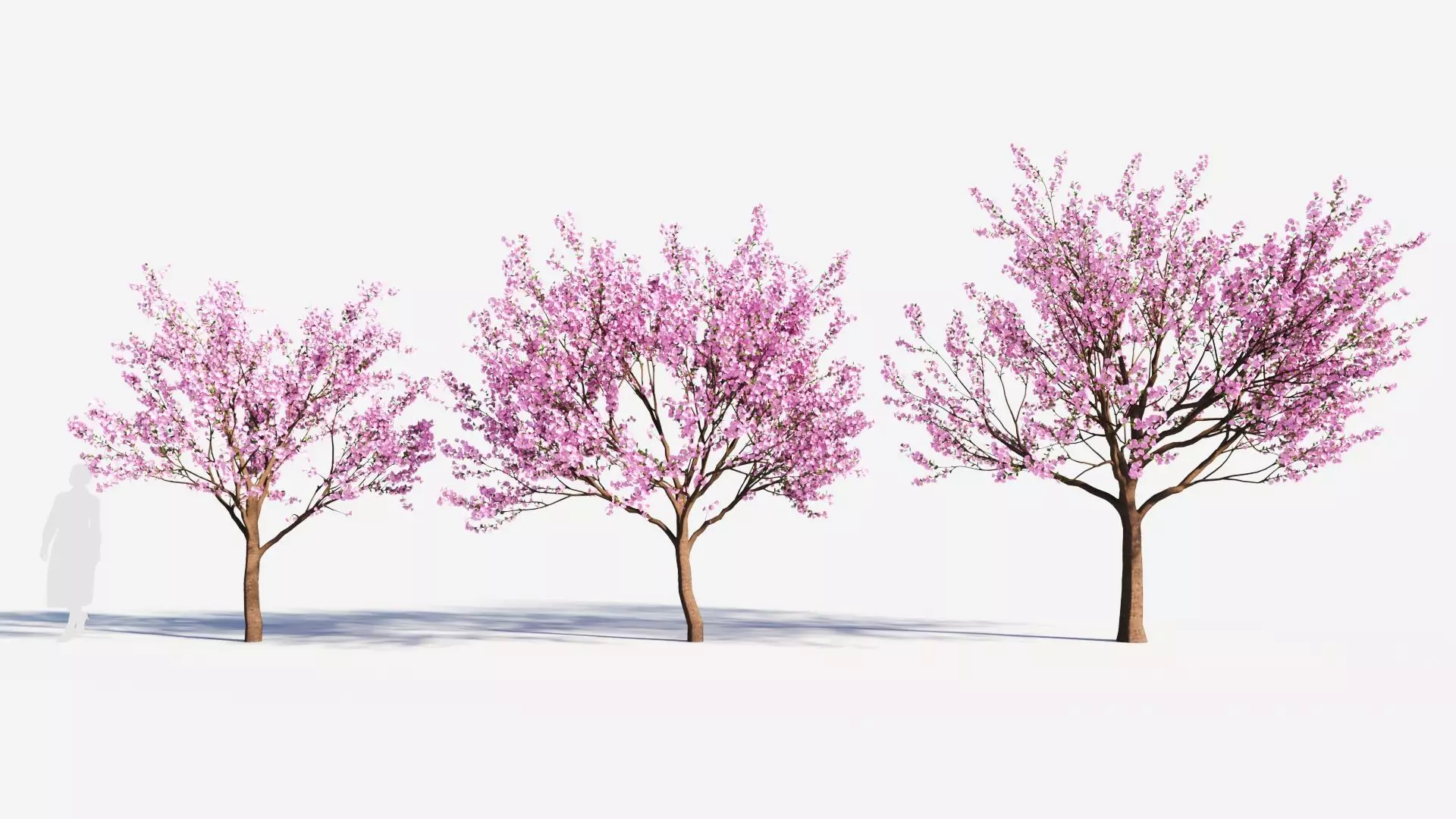 Cerasus tree b 3D model_0