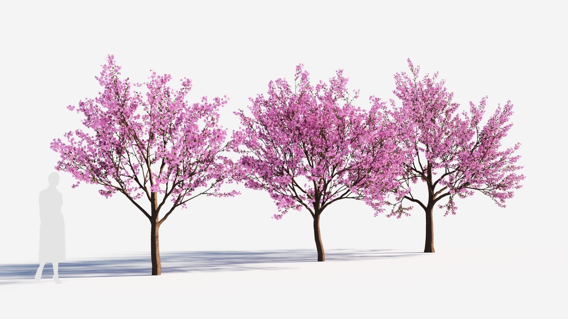 Cerasus tree b 3D model_3