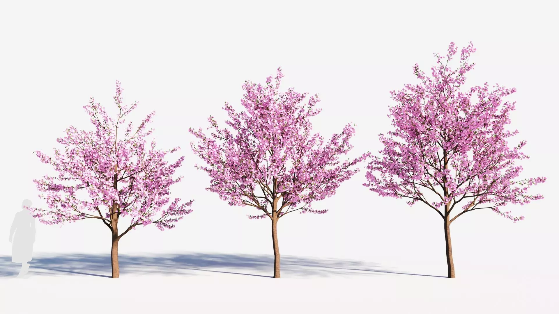 Cerasus tree c 3D model_0