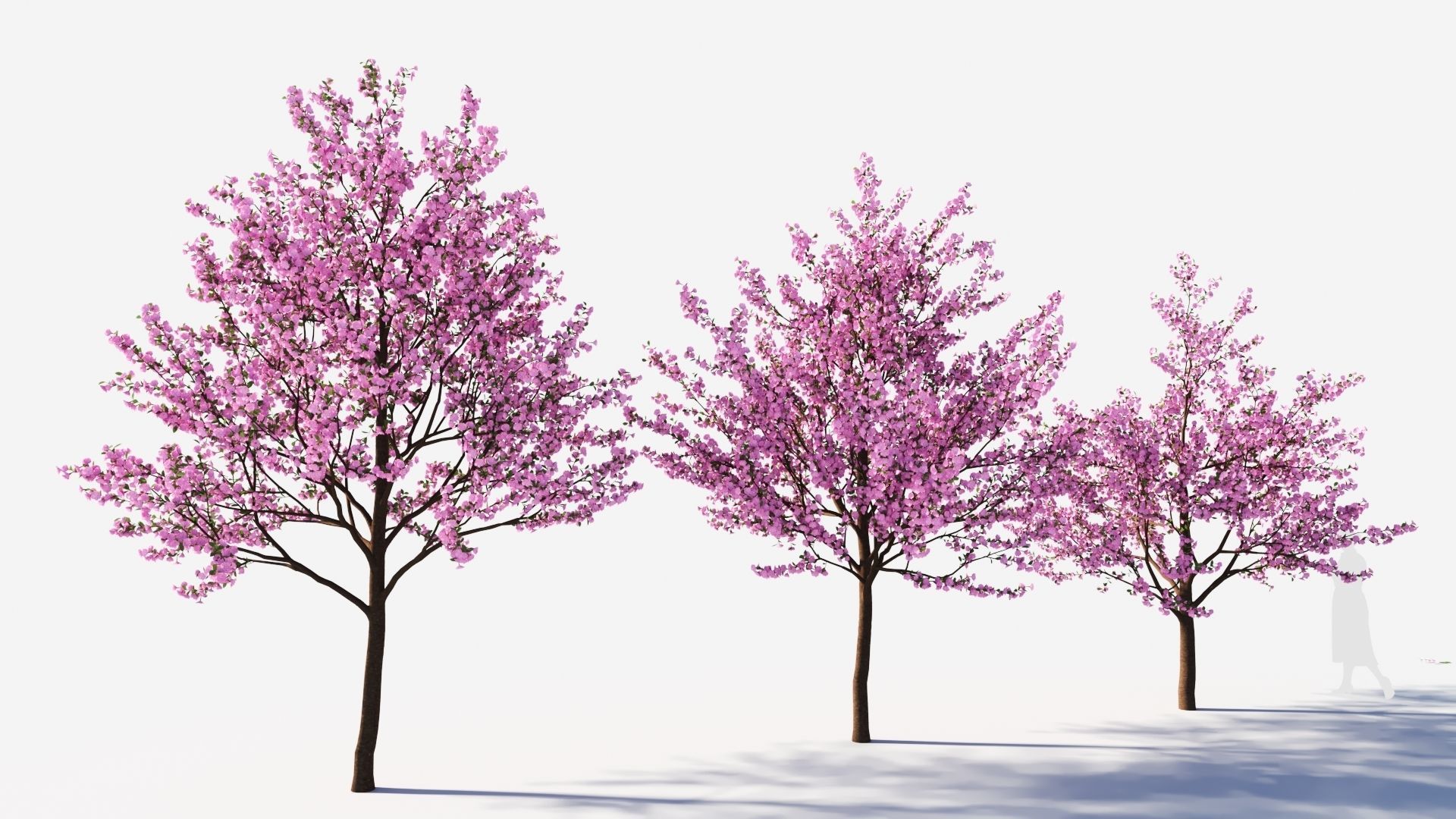 Cerasus tree c 3D model_4