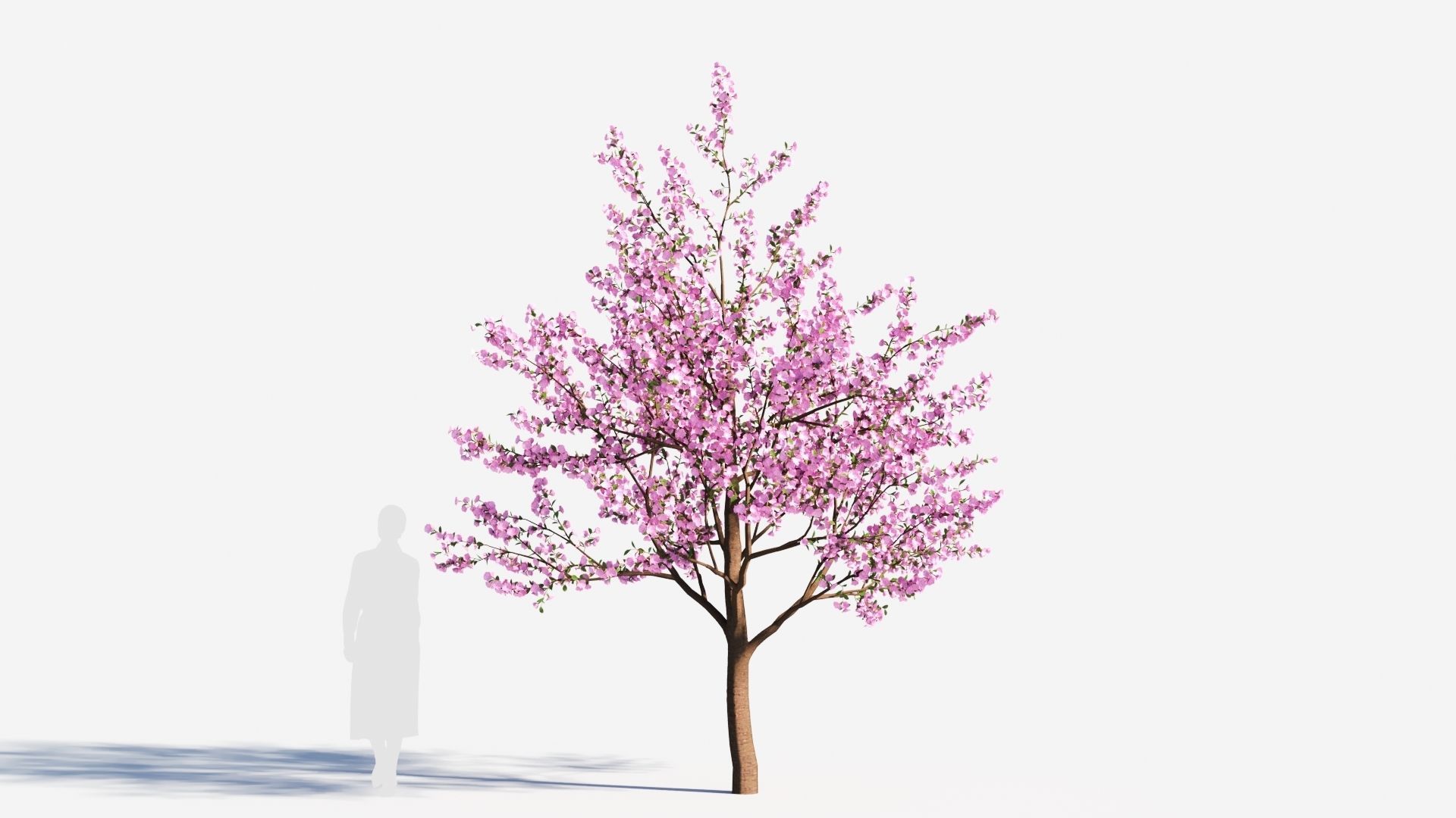 Cerasus tree c 3D model_5