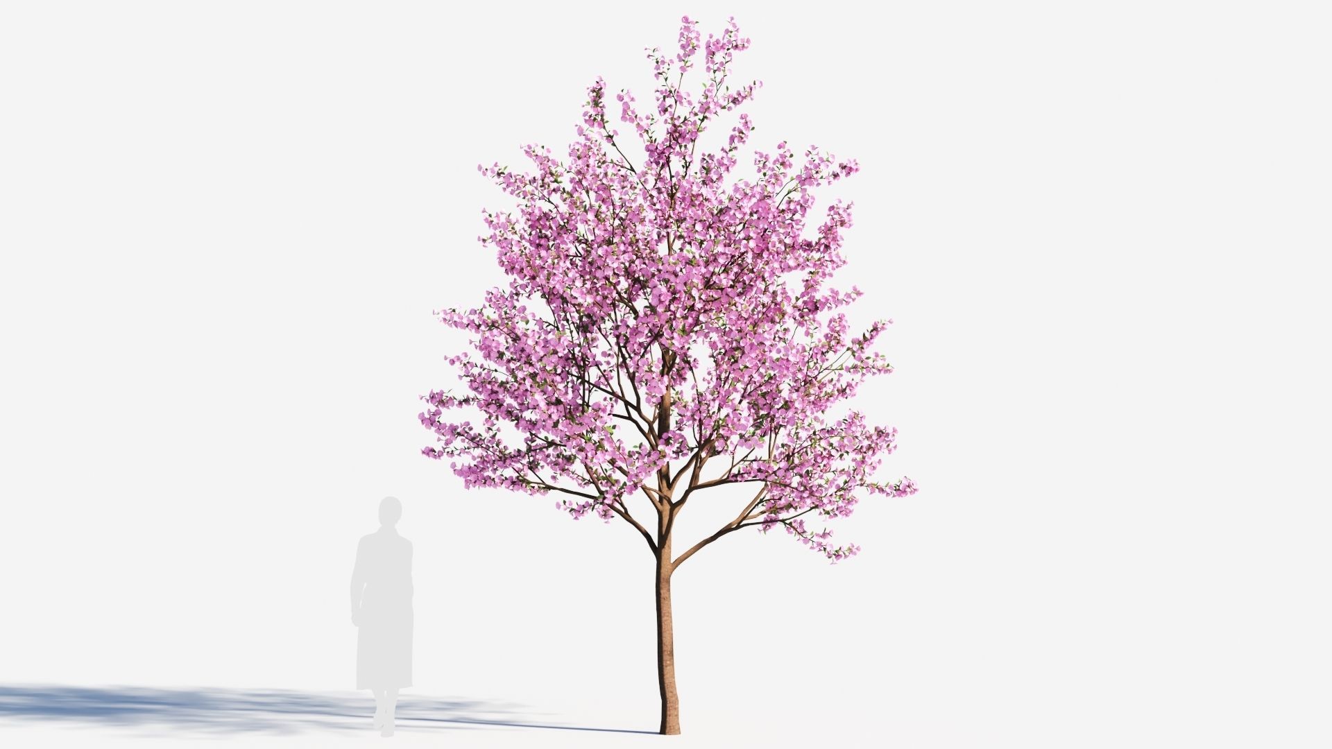 Cerasus tree c 3D model_7