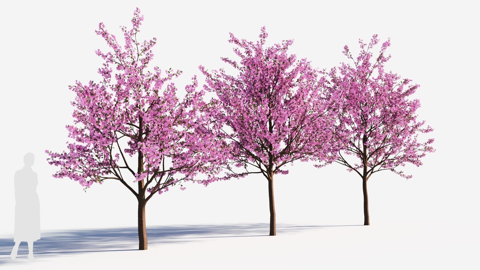 Cerasus tree c 3D model_3