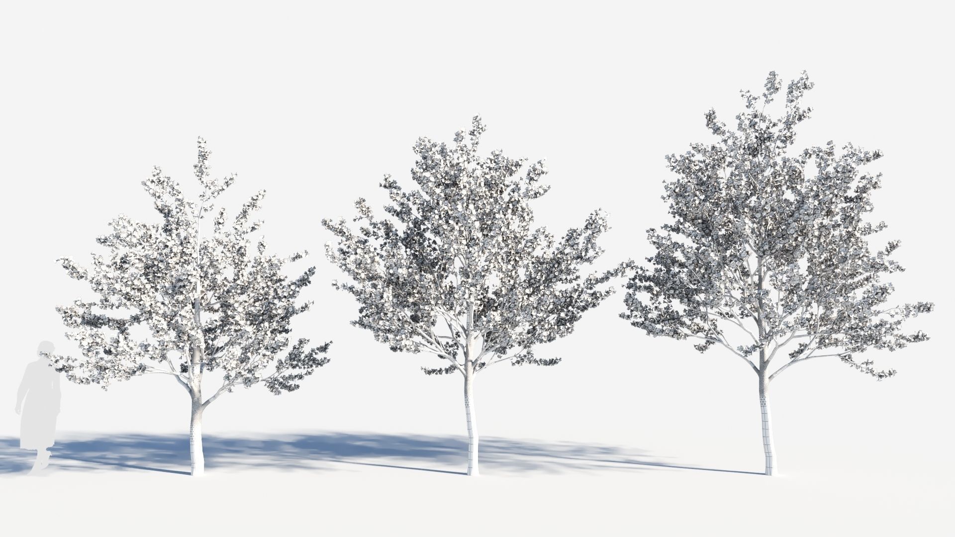 Cerasus tree c 3D model_8