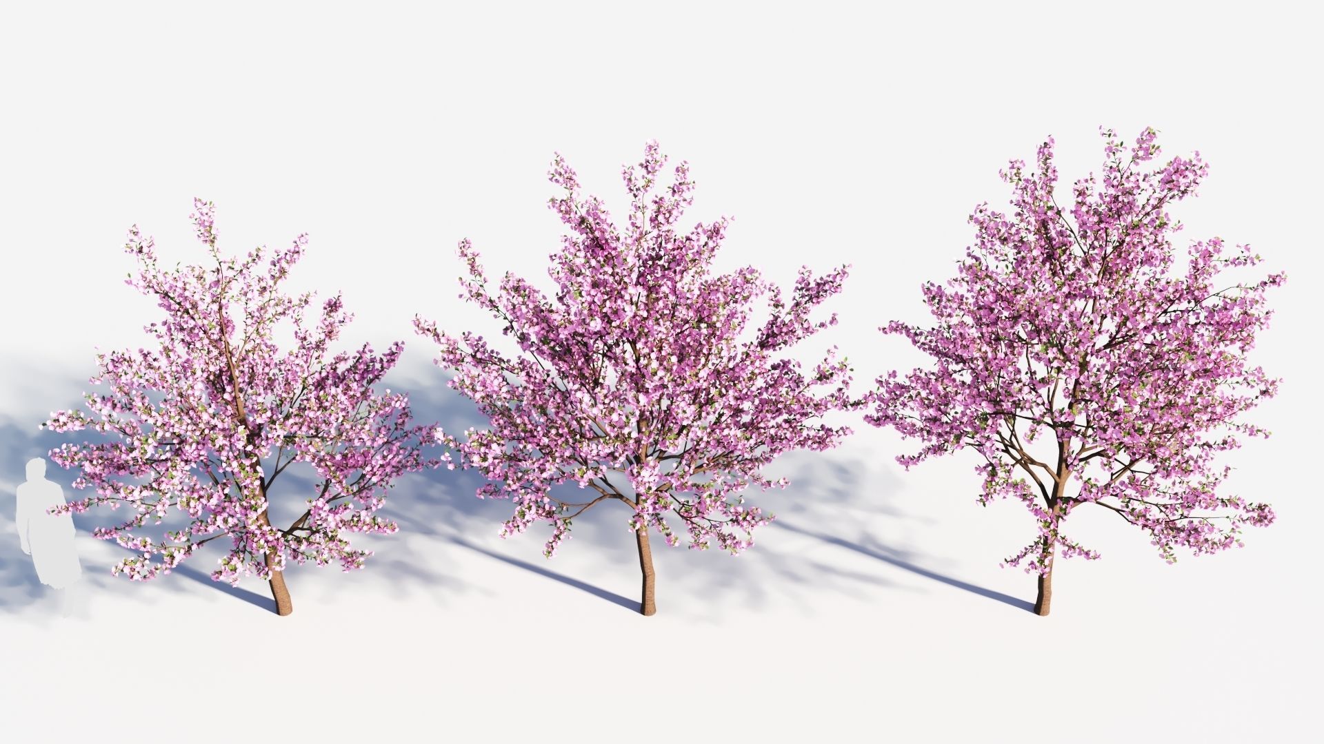 Cerasus tree c 3D model_2