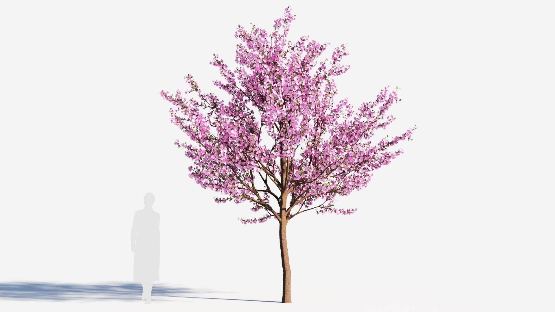 Cerasus tree c 3D model_6