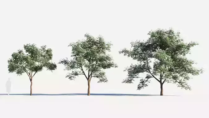 Albizia julibrissin tree a