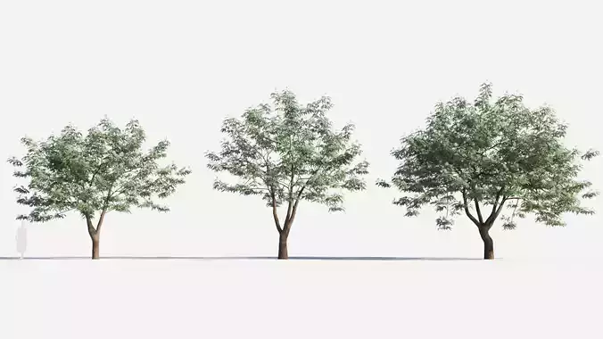 Albizia julibrissin tree b